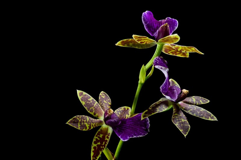 Orchids